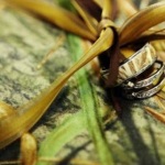 Wetlands Camo Rings for Men Images